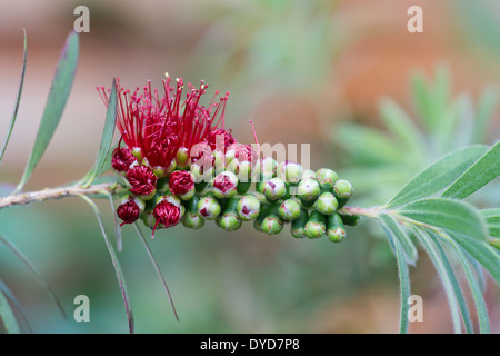 Zylinderputzer Viminalis "little John". Weinende Bottlebrush Blumen öffnen Stockfoto