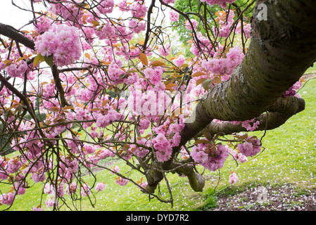 Prunus Kanzan. Doppelte Pink Cherry Tree blossom Stockfoto