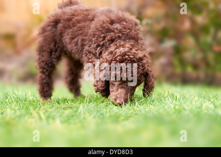 Eine Miniatur Pudel Welpen spielen auf dem Rasen im Garten. Stockfoto