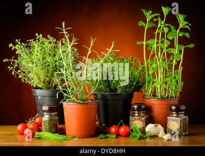Stillleben mit frischen grünen Kräutern in Töpfen Stockfoto