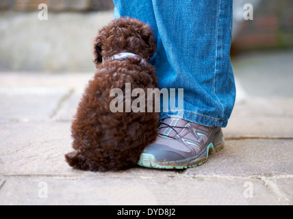 Eine schüchterne Zwergpudel Besitzer Bein draußen zu sitzen. Stockfoto