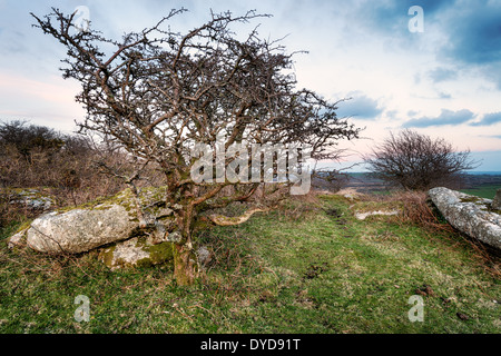 Verkümmerte Bäume wachsen auf Moorland am Helman Tor in der Nähe von Bodmin in Cornwall Stockfoto