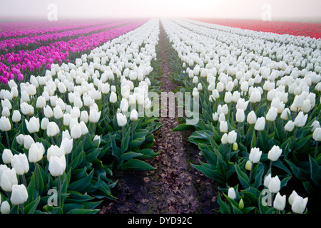 Feld mit roten, weißen und rosa Tulpen an einem nebligen Morgen Stockfoto