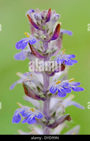 Bugleherb oder Teppich Bungleweed (Ajuga Reptans), North Rhine-Westphalia, Germany Stockfoto