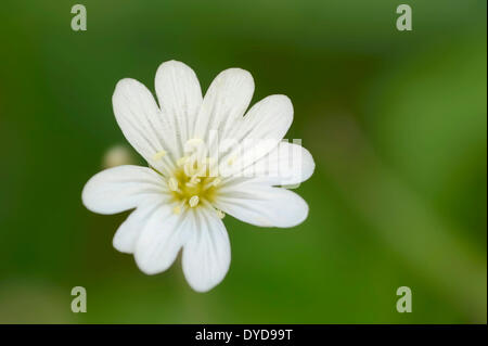 Feld Vogelmiere (Cerastium Arvense), Blume, North Rhine-Westphalia, Germany Stockfoto