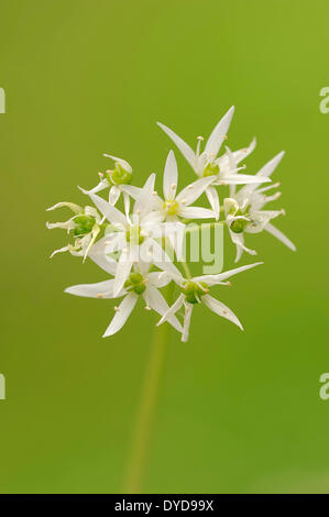 Bärlauch (Allium Ursinum), Blumen, North Rhine-Westphalia, Germany Stockfoto