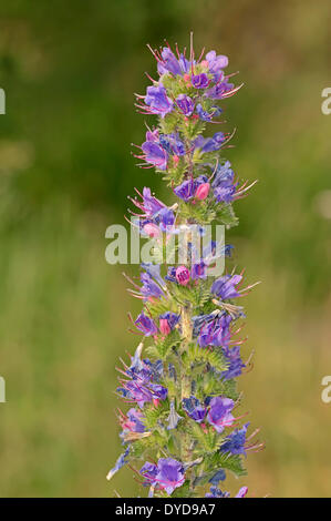 Gemeinsamen Bugloss oder Viper's Bugloss (Echium Vulgare), North Rhine-Westphalia, Germany Stockfoto