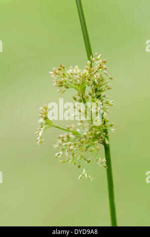 Weiche Rush (Juncus Effusus), Blumen, North Rhine-Westphalia, Germany Stockfoto