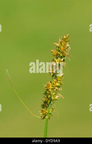 Falsche Fuchs-Segge (Carex Otrubae), North Rhine-Westphalia, Deutschland Stockfoto