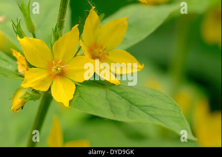 Gelb, Blutweiderich oder Spotted Gilbweiderich (Lysimachia Trommler), Blumen, North Rhine-Westphalia, Deutschland Stockfoto