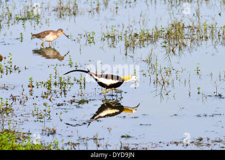 Fasan-tailed Jacana (Hydrophasianus Chirurgus), Bundala Nationalpark, südlichen Provinz, Sri Lanka Stockfoto