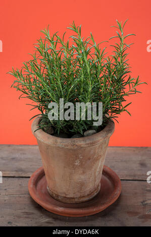 Rosmarin (Rosmarinus Officinalis) wachsen in einem Terrakotta-Topf auf einem Holztisch Stockfoto