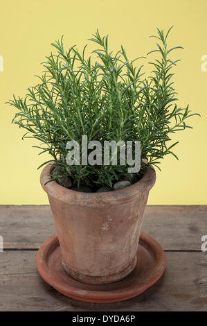 Rosmarin (Rosmarinus Officinalis) wachsen in einem Terrakotta-Topf auf einem Holztisch Stockfoto