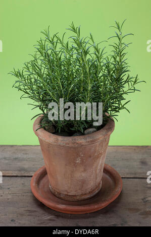 Rosmarin (Rosmarinus Officinalis) wachsen in einem Terrakotta-Topf auf einem Holztisch Stockfoto