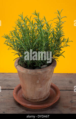 Rosmarin (Rosmarinus Officinalis) wachsen in einem Terrakotta-Topf auf einem Holztisch Stockfoto