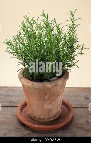 Rosmarin (Rosmarinus Officinalis) wachsen in einem Terrakotta-Topf auf einem Holztisch Stockfoto