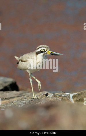 Große Thick-knee (Esacus Recurvirostris) stehend mit einem Füße hoch. Stockfoto