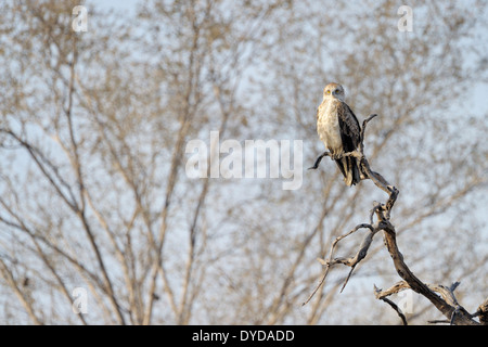 Schlange Schlangenadler (Circaetus Gallicus) thront in toten Baum. Stockfoto