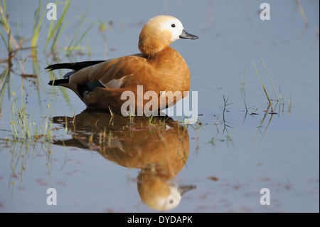 Ruddy Brandgans (Tadorna Tadorna) im Wasser mit Reflexion steht. Stockfoto