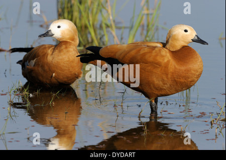 Zwei rötliche Brandgans (Tadorna Tadorna) im Wasser mit Reflexion steht. Stockfoto