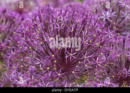 Allium, Star of Persia (Allium Christophii) Stockfoto