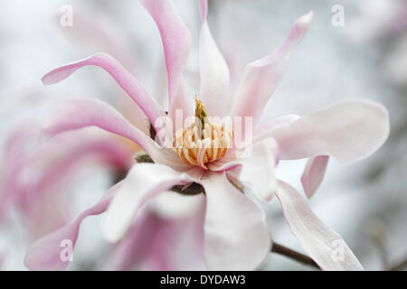 Blühende Magnolie, verschiedene Leonard Messel, ornamentale Form Magnolia-Hybride (Magnolia X loebneri Leonard Messel) Stockfoto