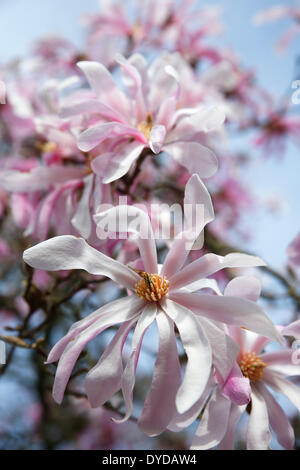 Blühende Magnolie, verschiedene Leonard Messel, ornamentale Form Magnolia-Hybride (Magnolia X loebneri Leonard Messel) Stockfoto