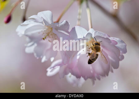 Blühende japanische Blütenkirsche (Prunus Serrulata) mit einer Biene Stockfoto