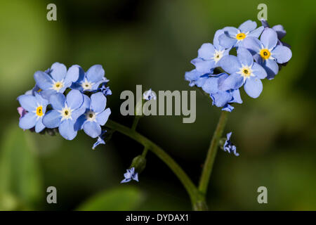 Vergissmeinnicht (Myosotis Sylvatica) Stockfoto