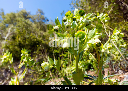 Helleborus Foetidus, stinkende Nieswurz, Dungwort, Bären-Fuß, grüne und violette Frühlingsblumen Stockfoto