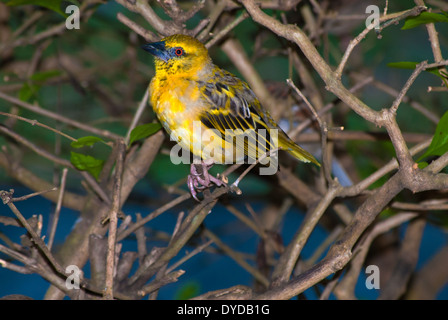 Geringerem maskierte Webervogel, Ploceus Intermedius, Mauritius Stockfoto