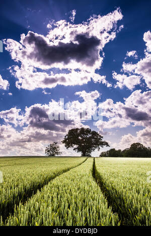 Traktor-Fahrspuren durch ein Feld von Weizen bereit für die Ernte reift. Stockfoto