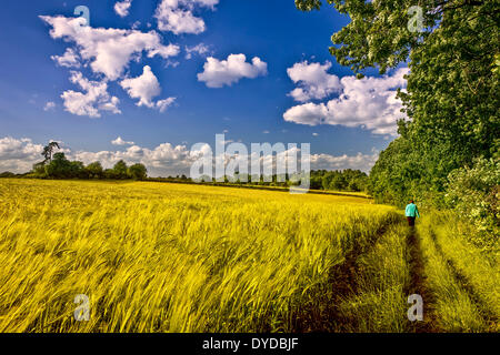 Fuß entlang der Ränder eines Feldes von Gerste. Stockfoto