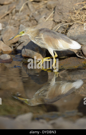 Schwarz-gekrönter Nachtreiher (Nycticorax Nycticorax) auf Nahrungssuche mit Reflexion. Stockfoto