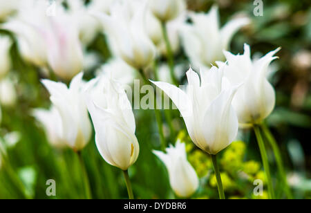 Weiße Sterne Tulpen. Stockfoto