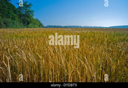 Ein Bereich der Reifen Gerste unter einem strahlend blauen Himmel. Stockfoto