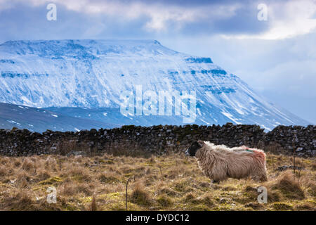 Ein schwarzer konfrontiert Schaf in einem Feld unter einer Schneedecke bedeckt Ingleborough. Stockfoto