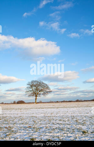 Winterlichen Bedingungen in der Nähe von Zielrechner in Norfolk. Stockfoto