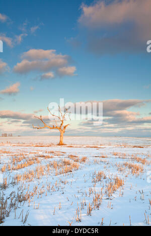 Winterlichen Bedingungen in der Nähe von Zielrechner in Norfolk. Stockfoto