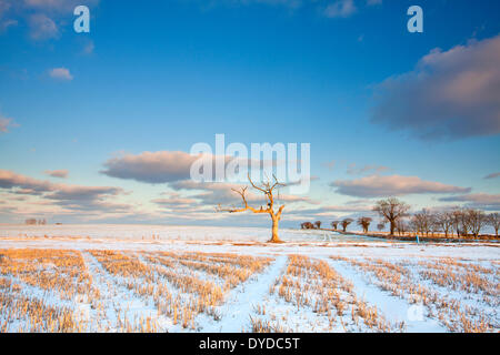 Winterlichen Bedingungen in der Nähe von Zielrechner in Norfolk. Stockfoto