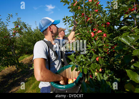 Ein Team von Apple Picker in einem modernen Obstgarten ernten. Stockfoto