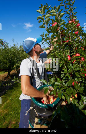 Ein Team von Apple Picker in einem modernen Obstgarten ernten. Stockfoto