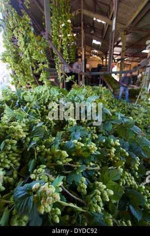 Arbeitnehmer, die Verarbeitung von Hopfen in einem modernen Hopfengarten. Stockfoto