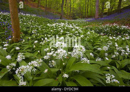 Wilder Knoblauch und Glockenblumen, die im Wald wachsen. Stockfoto