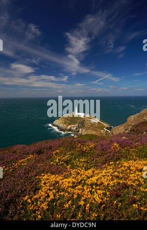 Ein Blick auf South Stack Leuchtturm. Stockfoto