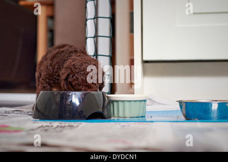 Eine Miniatur Pudel Welpen sein Essen. Stockfoto