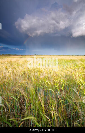 Ein Gewitter geht über eine Sommer-Gerstenfeld in Norfolk. Stockfoto