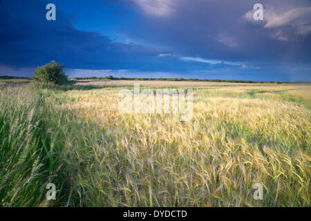 Ein Gewitter geht über eine Sommer-Gerstenfeld in Norfolk. Stockfoto