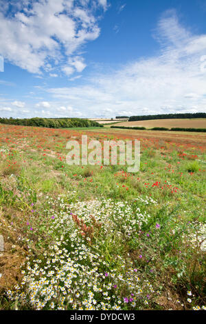 In der Nähe von Burnham Market in Norfolk, Mohn und Wildblumen. Stockfoto