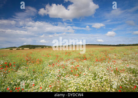 In der Nähe von Burnham Market in Norfolk, Mohn und Wildblumen. Stockfoto